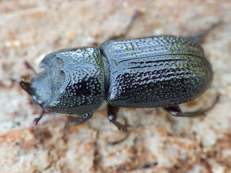 Sinodendron cylindricum (Linnaeus, 1758)